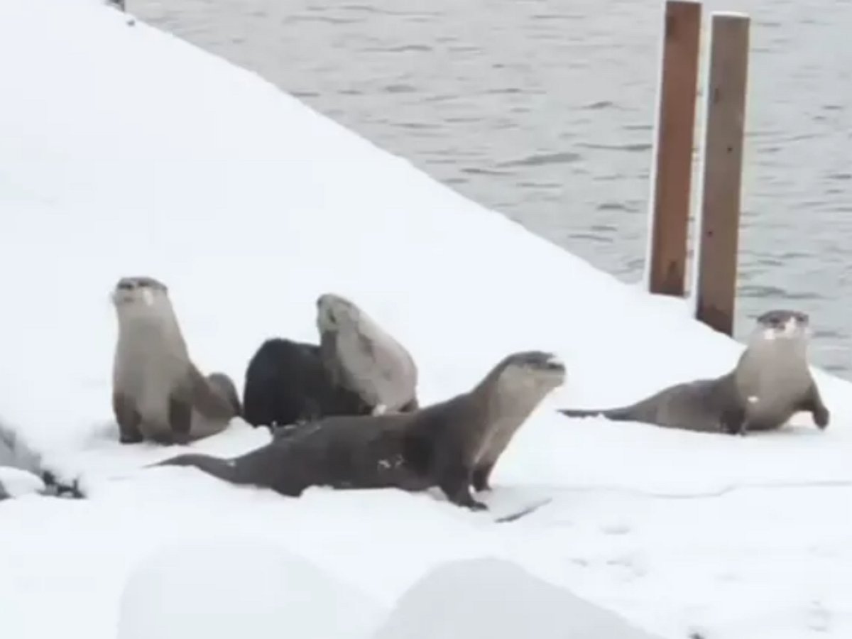 Эти выдры знают толк в зимних игрищах