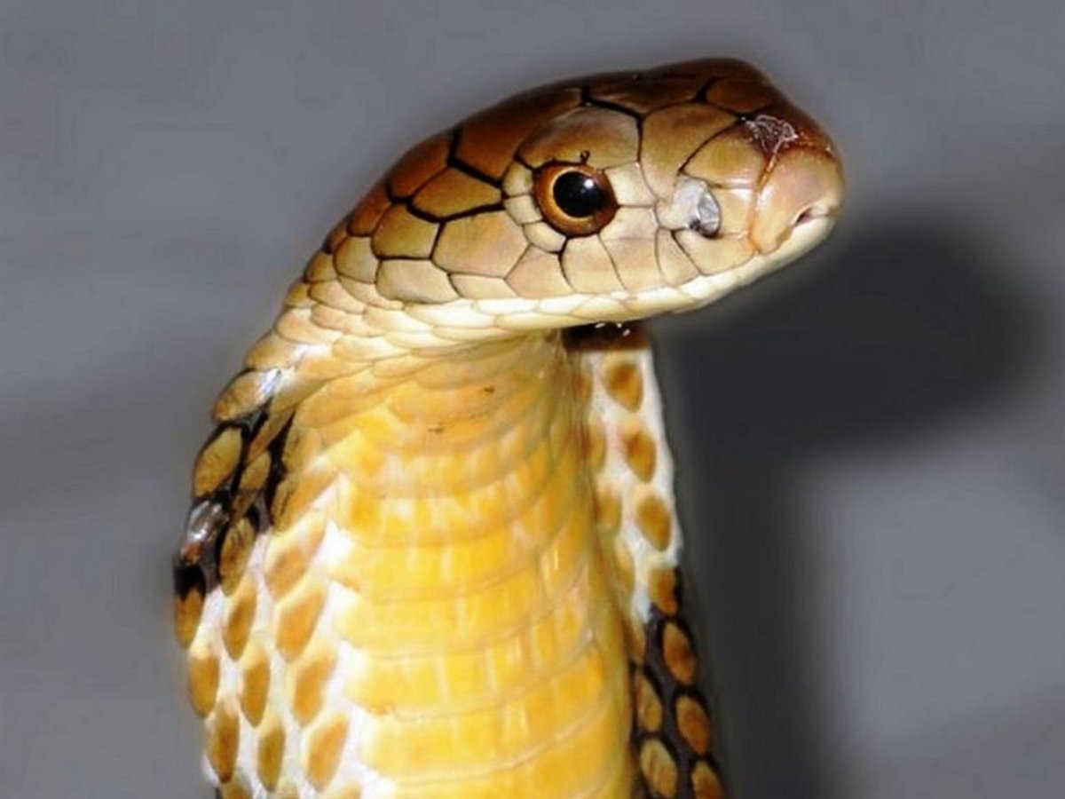 Змея выползла из-под капота движущегося автомобиля