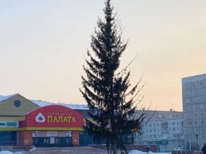 Самую облезлую новогоднюю ель в России поставили на Алтае