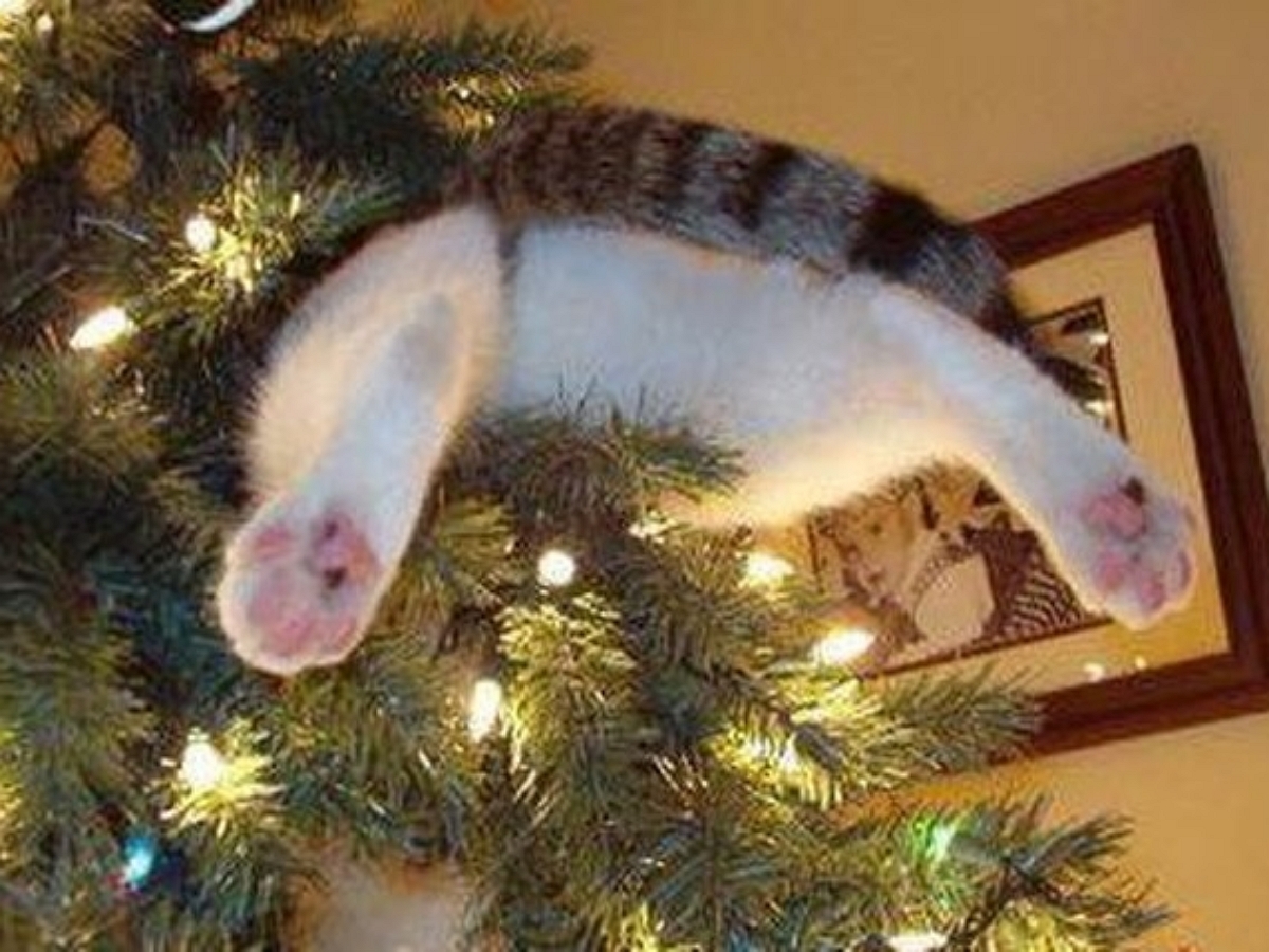 Коты-вредители ежегодно атакуют новогодние елки