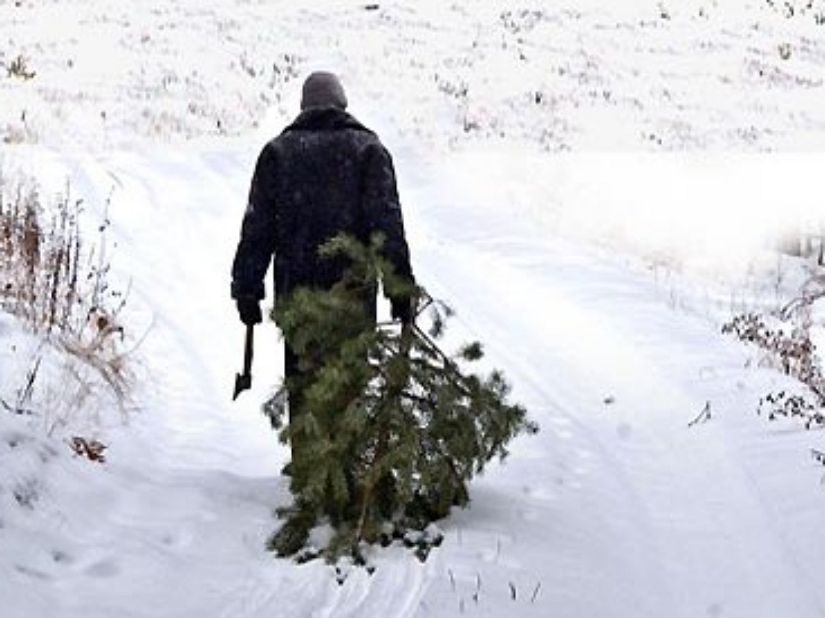 Похитители Рождества: россияне воруют елки по подъездам
