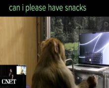 Уникальный эксперимент Илона Маска: обезьяна транслирует свои мысли на монитор