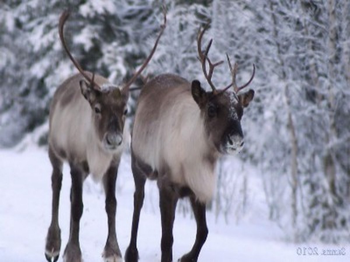 Рождественские олени устроили драку на лужайке перед домом