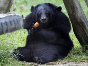 Медведь украл наггетсы и картошку, оставив хозяевам только салат