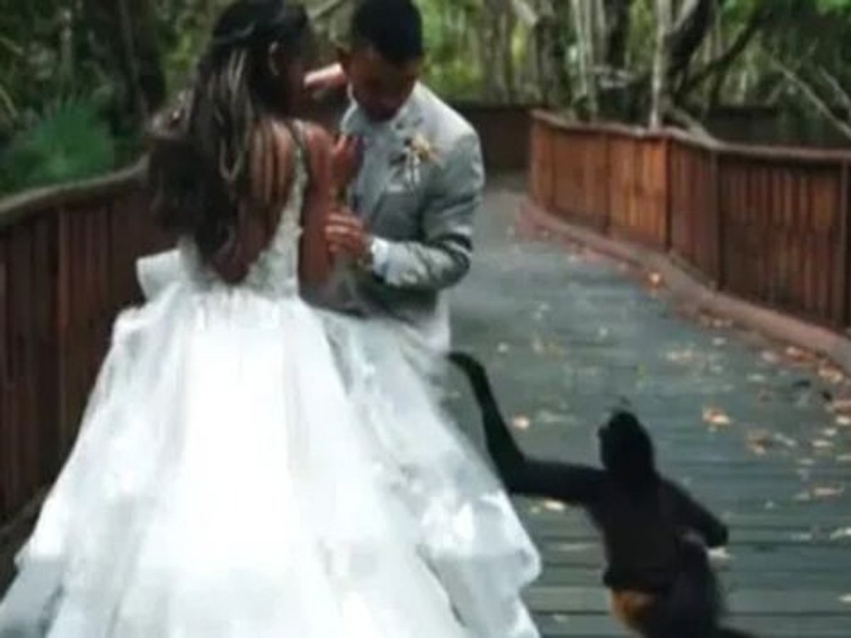 Обезьяна с детенышем решили сняться на памятном видео вместе с молодоженами