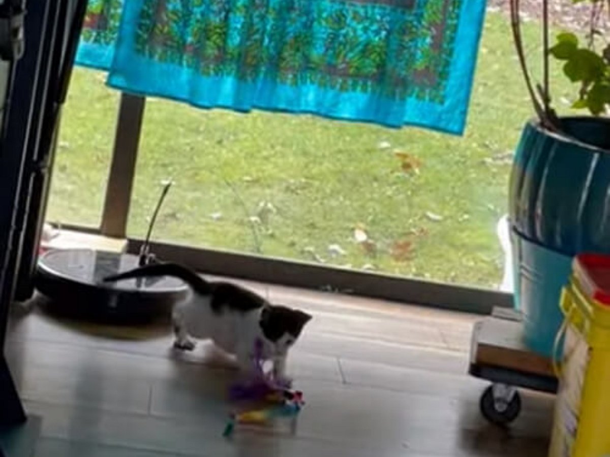 Робот-пылесос стал нянькой для маленького котенка