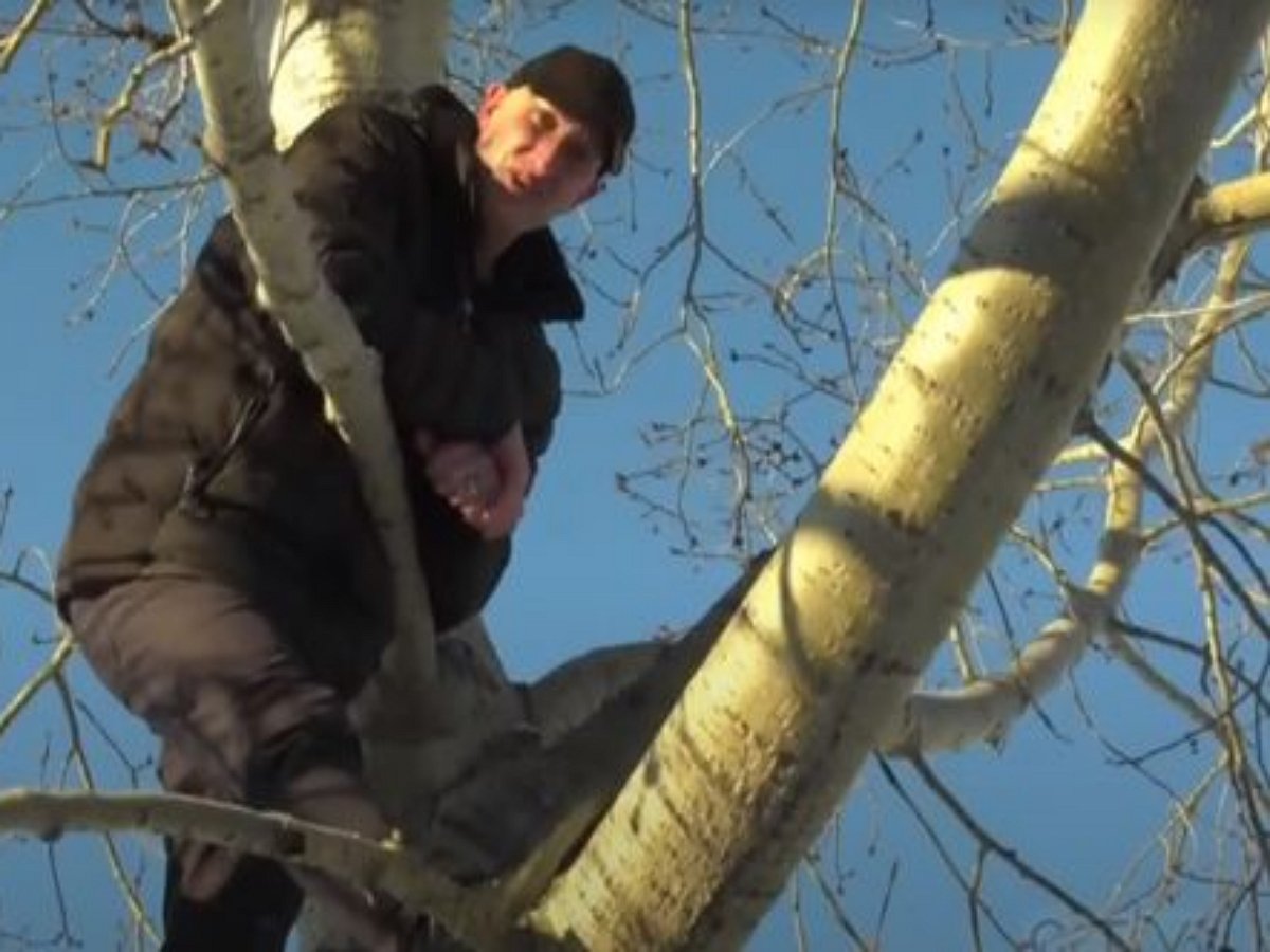 Лось загнал парня на дерево, не давая спуститься