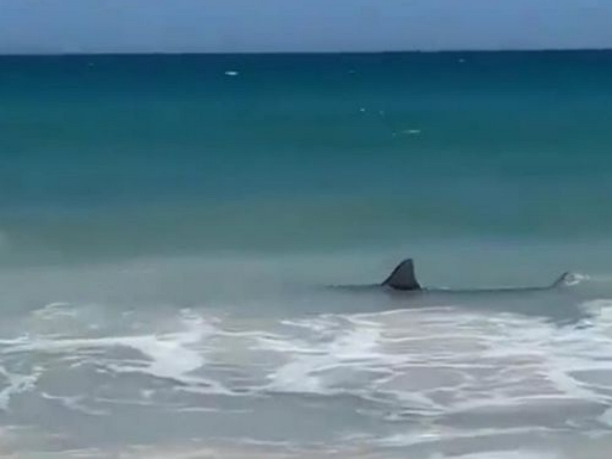 Акула распугала отдыхающих с австралийского пляжа