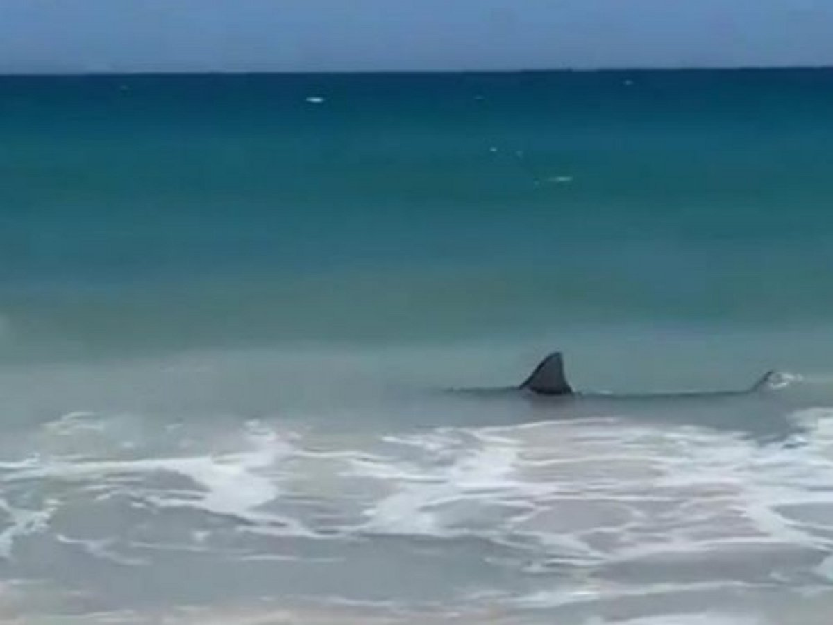 Акула распугала отдыхающих с австралийского пляжа