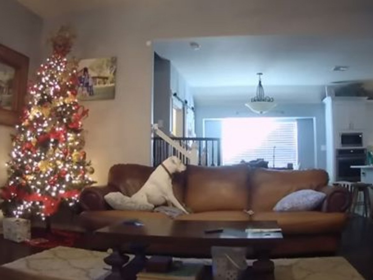 Собака устроила пожар, пока хозяйки не было дома