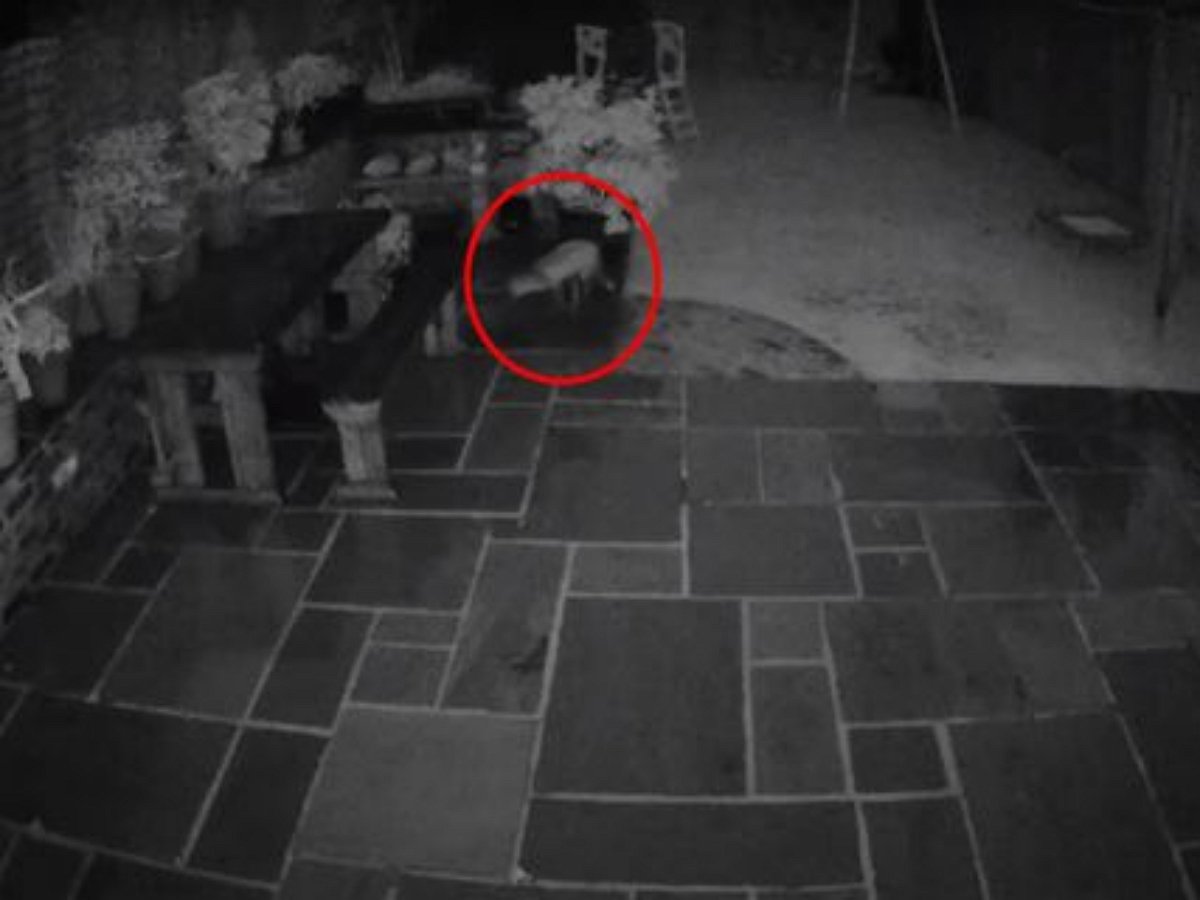 Отважный кот прогнал лису с участка