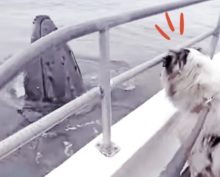 Любопытный щенок подружился с китами
