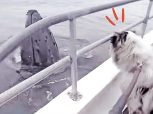 Любопытный щенок подружился с китами
