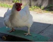Курица, избежавшая страшной смерти, весело катается на скейте