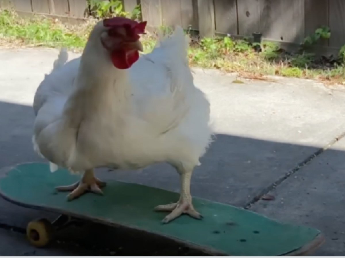 Курица, избежавшая страшной смерти, весело катается на скейте