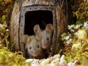 У этих мышей есть дом, сад и собственный паб