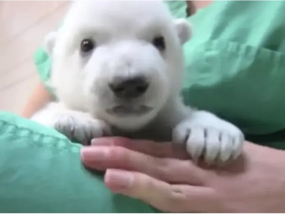 Видео о дружбе двух белых медвежат растопит самое каменное сердце