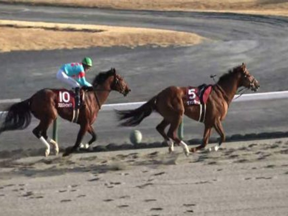 Лошадь во время скачек потеряла жокея, но всё равно пришла к финишу первой