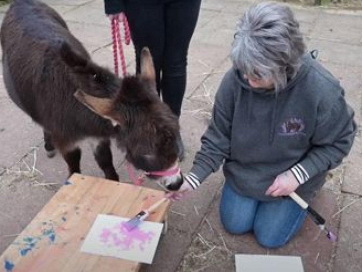 Ослики занялись живописью и неплохо заработали