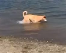 Страсть собаки к рыбам и рыбалке сняли на видео