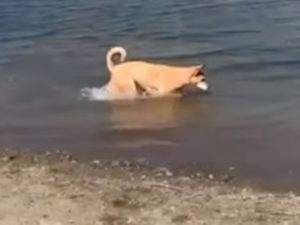Страсть собаки к рыбам и рыбалке сняли на видео