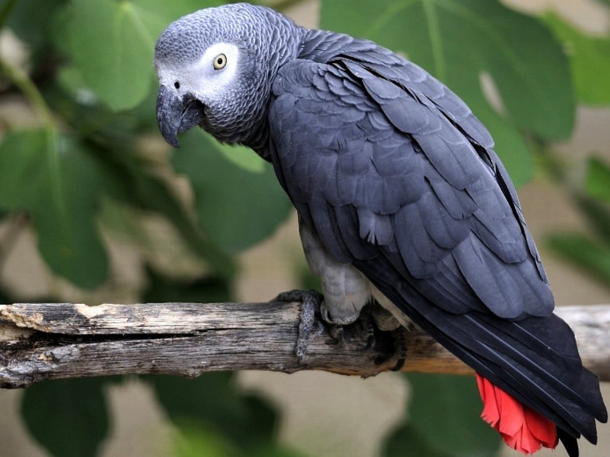 Заботливый попугай переживает за хозяина