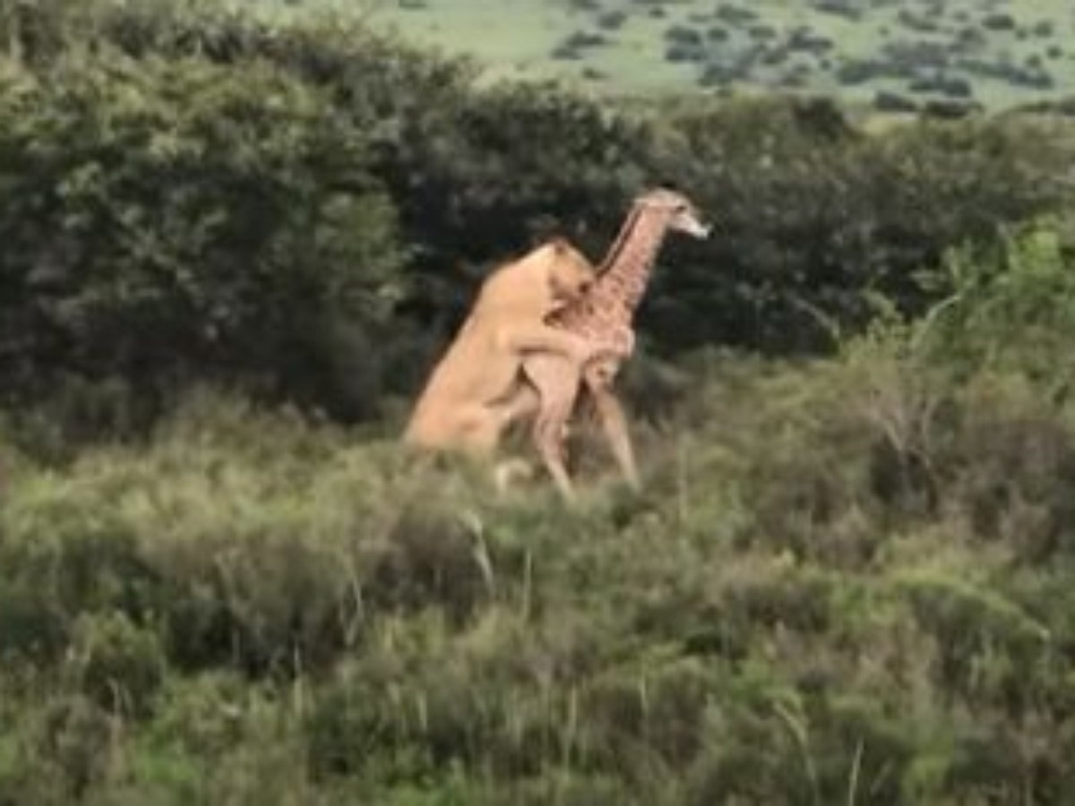 Самка жирафа спасла своего детеныша от голодных львов