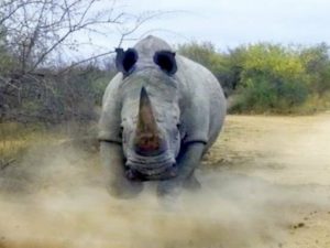 Носороги набросились на туристов в индийском заповеднике
