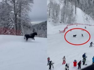 Бык, бегающий по горнолыжным трассам «Розы Хутор», попал на видео