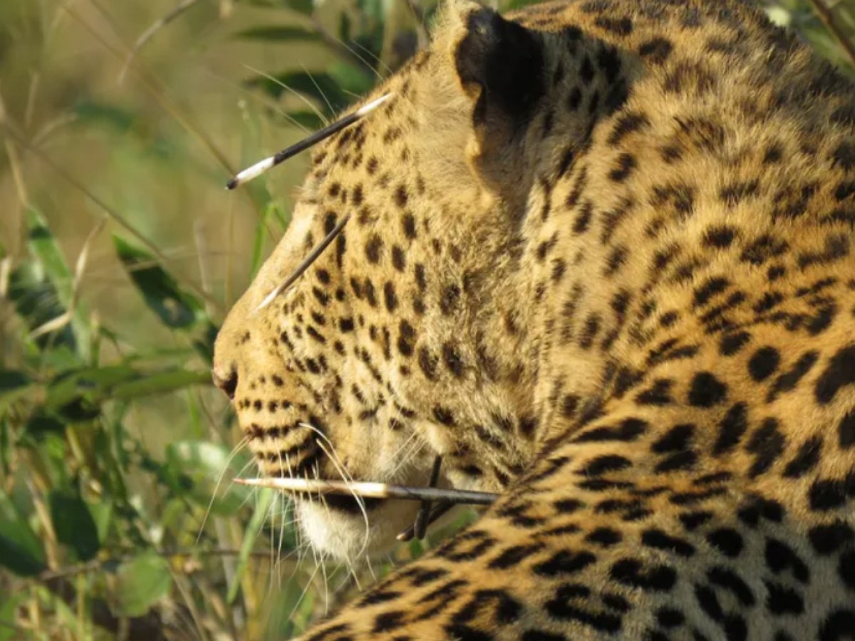 Леопард напал на семью дикобразов, но получил мощный отпор