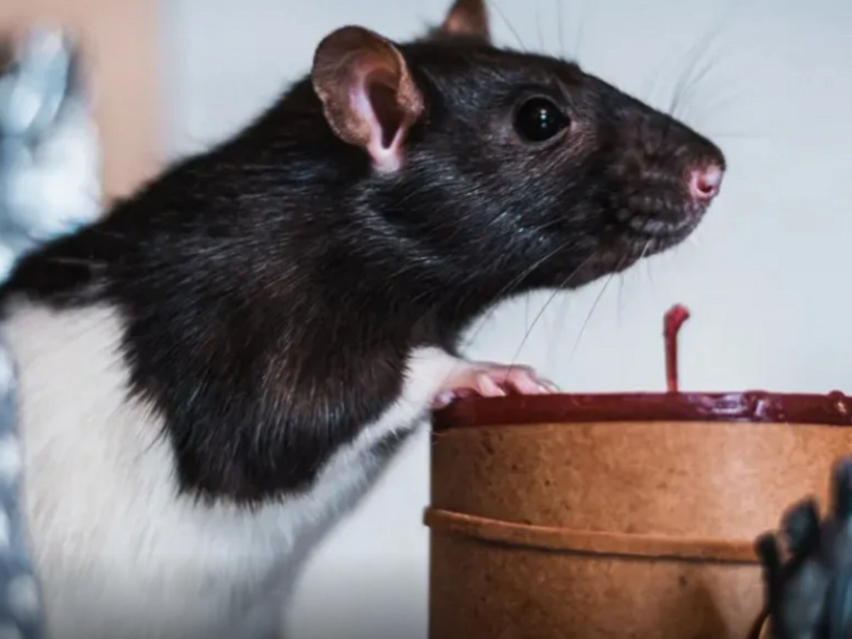 Крыса украла драгоценное колье из ювелирного магазина