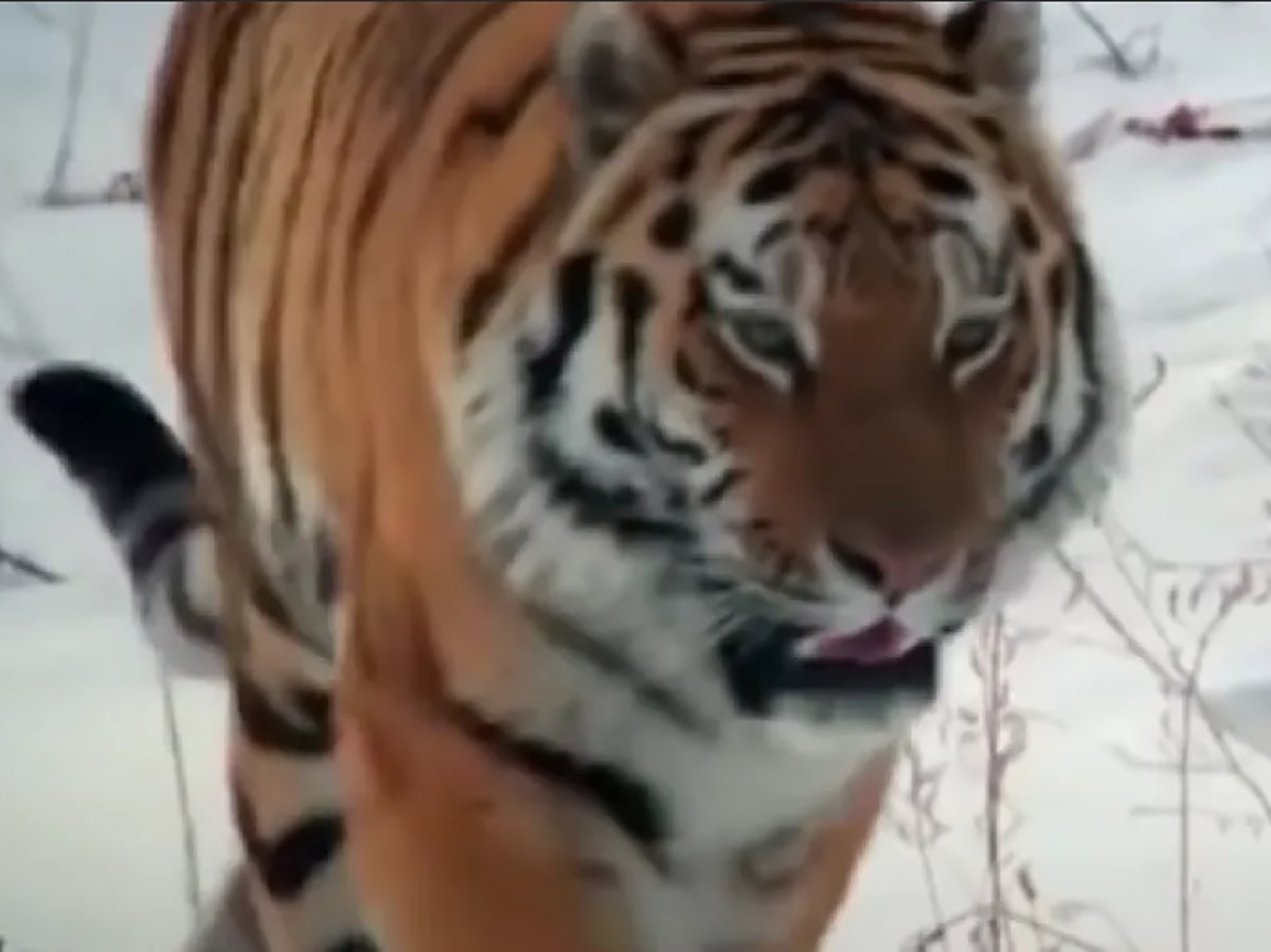 Тигр съел охотника