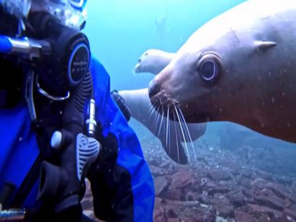 Дружелюбный морской лев попытался украсть у дайвера часы