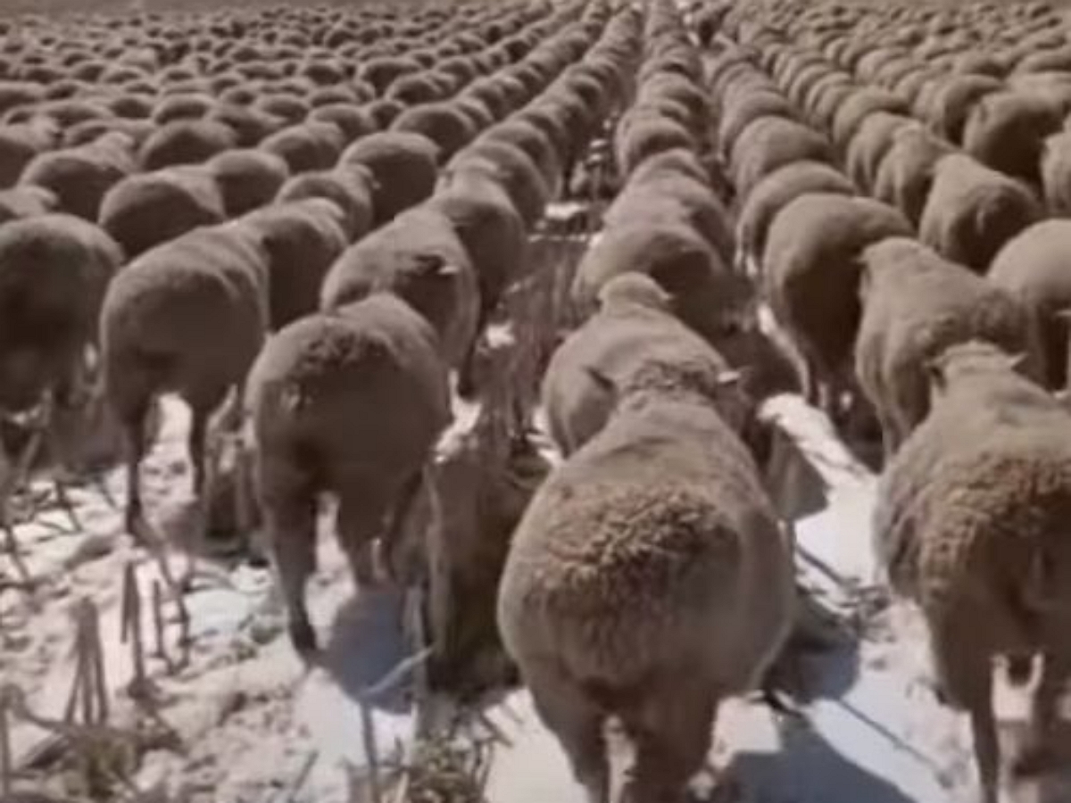 Полк овец марширует как на параде