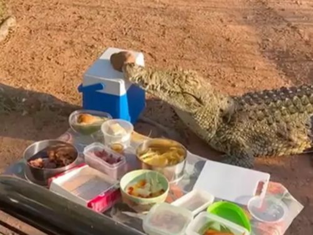 Крокодил украл холодильник с напитками у зазевавшихся туристов