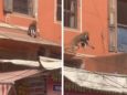 Обезьяна похитила щенка и ускакала по крышам