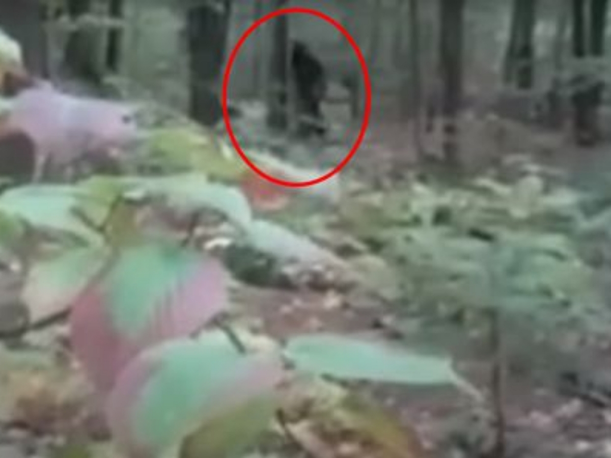 Женщина повстречала в лесу бигфута, успев снять его на камеру