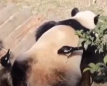 Сороки строят гнездо из меха панды, которая спит и не замечает воровства