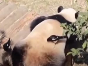 Сороки строят гнездо из меха панды, которая спит и не замечает воровства