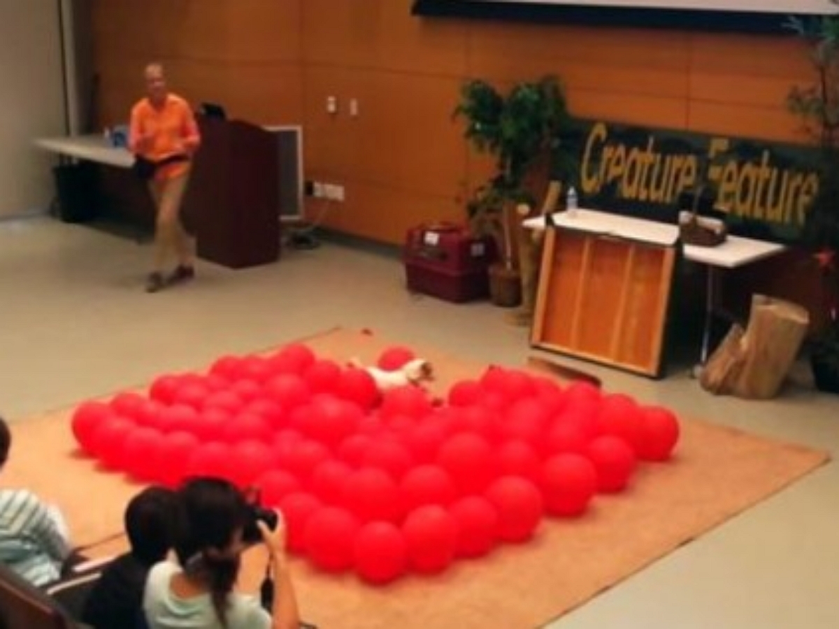 Самый счастливый пес уничтожил 100 воздушных шариков