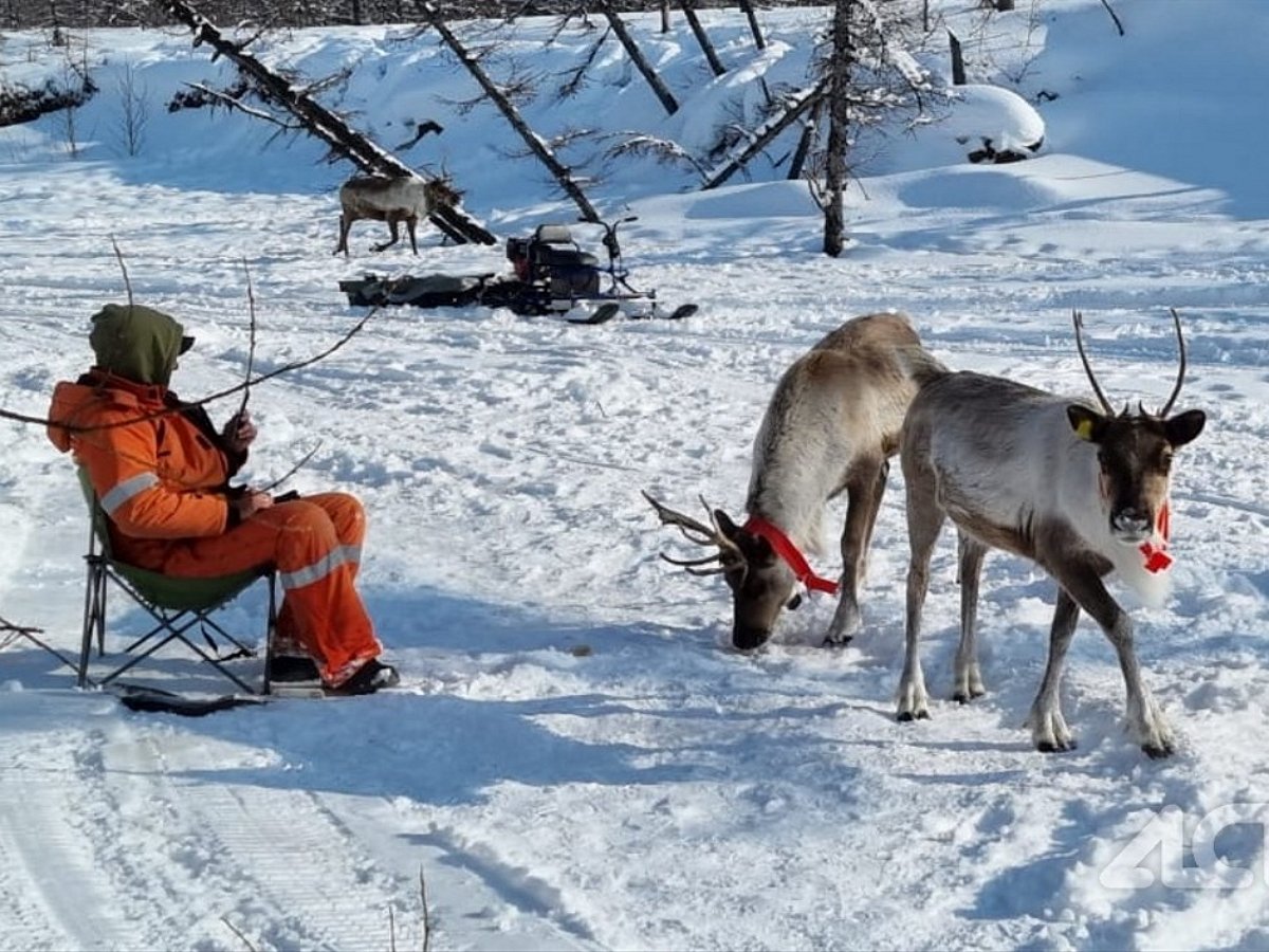 Нападение оленей на рыбака попало на видео