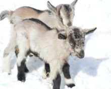 Милое видео с козлятами, стоявшими в очереди к лакомству, умилило Сеть