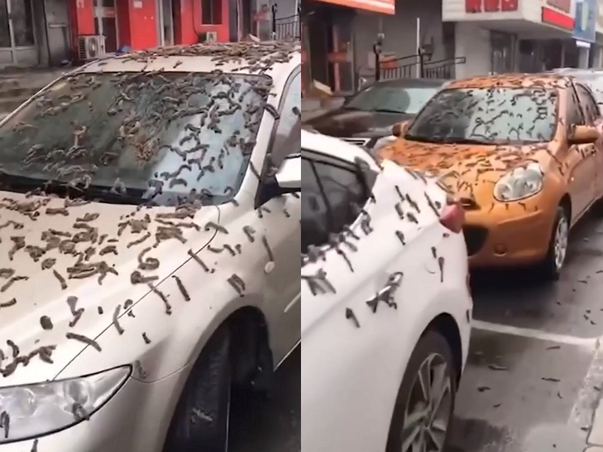 Обрушившийся на жителей Пекина “дождь из червей” назвали знаком Апокалипсиса: опубликовано видео (ВИДЕО)