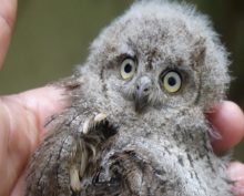 Самое милое видео – совята в норке