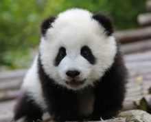 Маленькая панда закатила истерику, оставшись в одиночестве