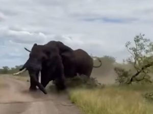 Два слона устроили жестокое побоище в сафари-парке