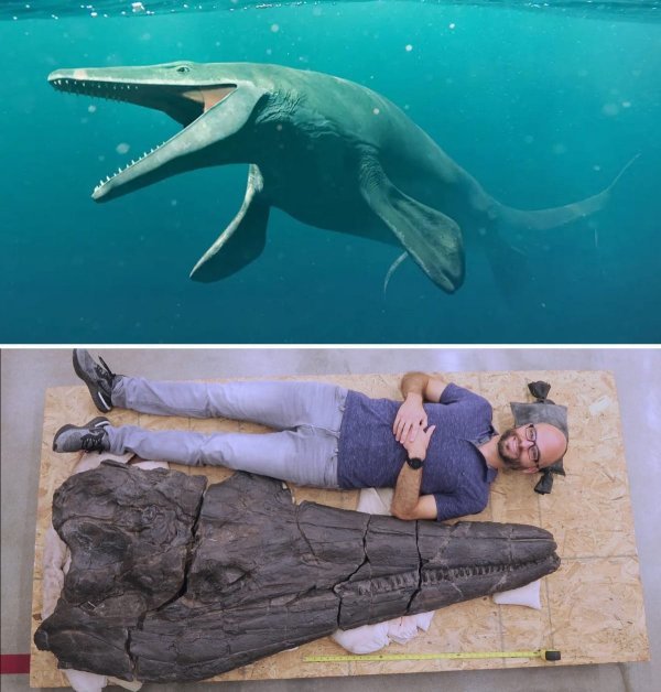 Доисторические монстры: подборка впечатляющих останков вымерших существ