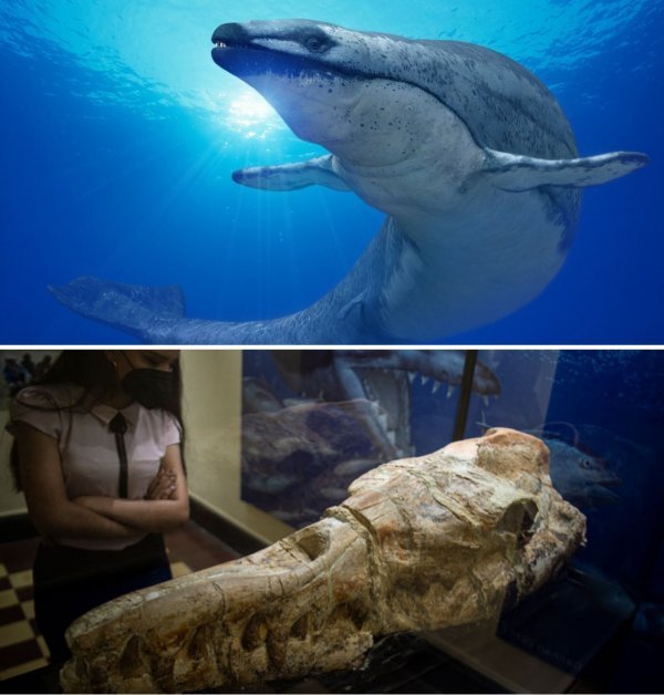 Доисторические монстры: подборка впечатляющих останков вымерших существ