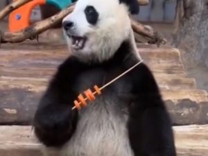 Панда открыла сезон шашлыков на природе