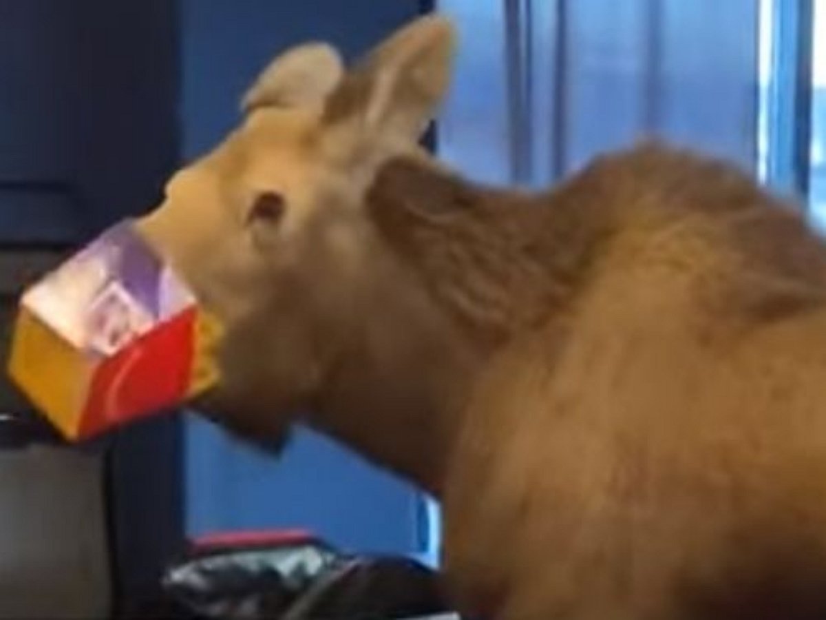 Лось посетил кинотеатр, угостившись попкорном